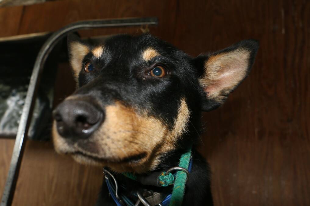 LOVABLE: This male kelpie would suit any type of home. Picture: Stephen Wark