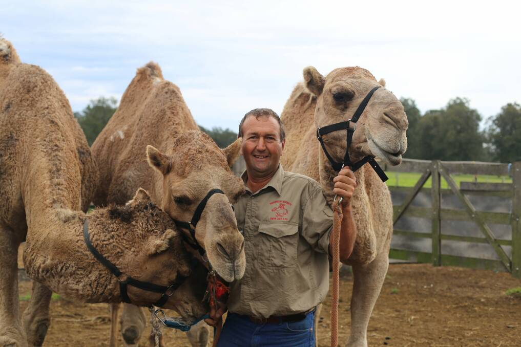 STAR TURN: Oakfield Ranch owner Rod Sansom with his famous camels. Picture: Ellie-Marie Watts