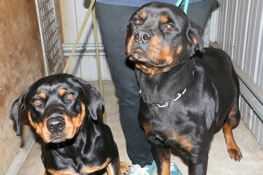 BIG DOGS: These nice-natured Rottweilers are in the refuge. Picture: Stephen Wark