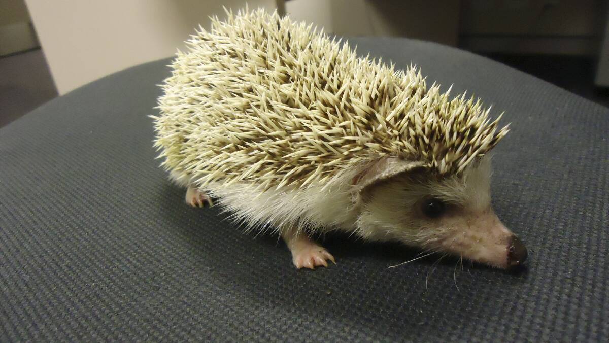 INVADER: African pygmy hedgehogs are pests which can harbour diseases.