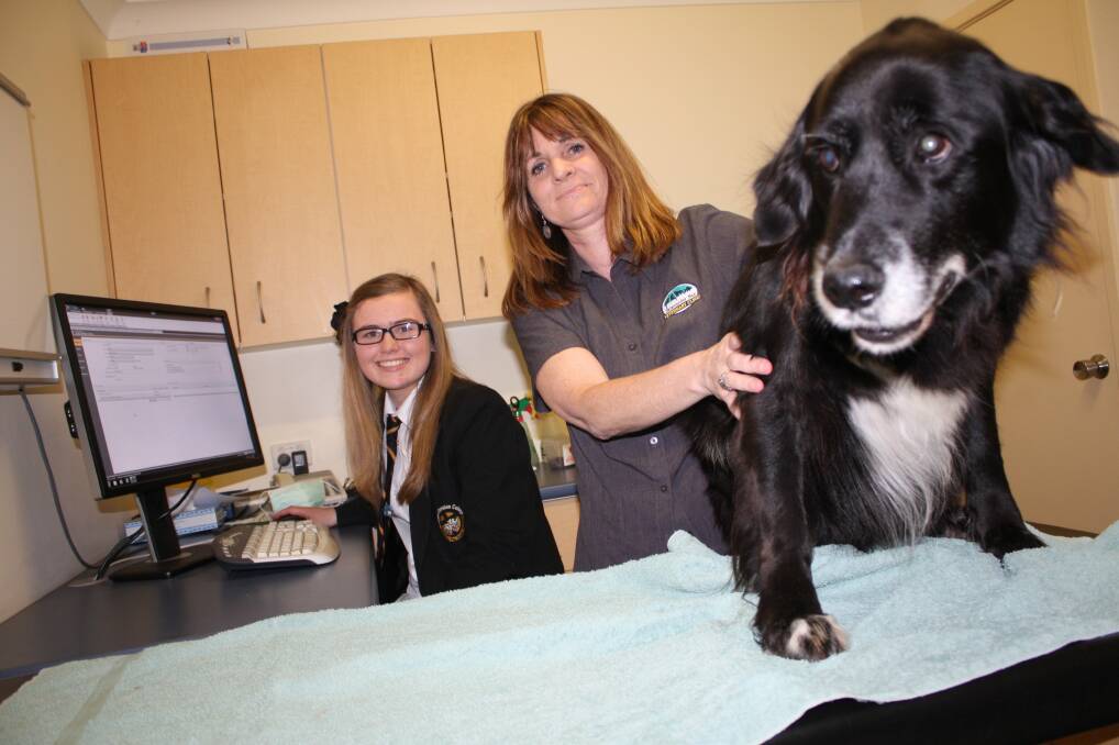 VET-SPERIENCE: Hayley Melhuish, 16, is doing work placement with Maura Bandi, at Salamander Bay Veterinary Clinic.