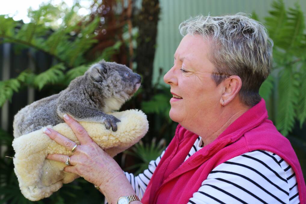 RESCUED JOEY: Hunter Koala Preservation Society president Sue Swain with little Alice. Picture: Ellie-Marie Watts