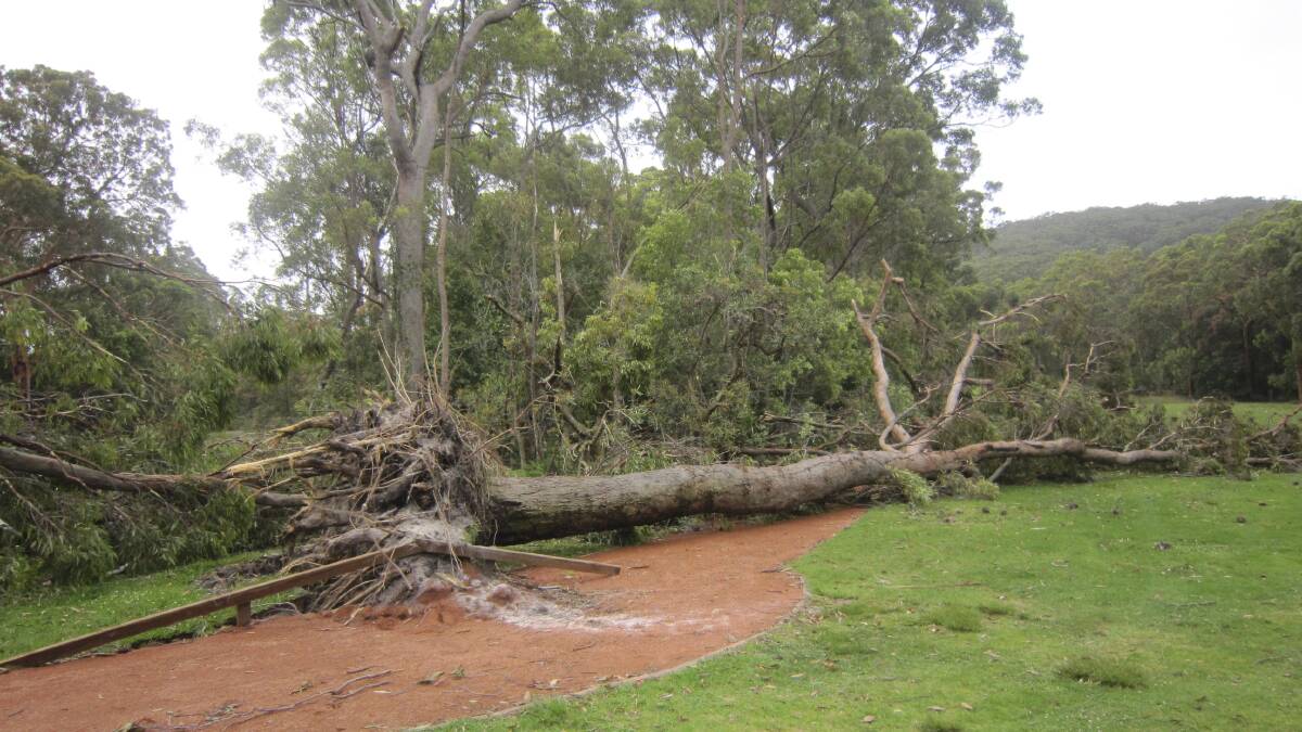 FALLEN: Uprooted trees on Nelson Bay golf course.