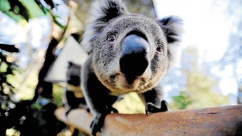 HANGING ON: A koala hospital is considered vital to the ongoing well-being of the Port Stephens population.