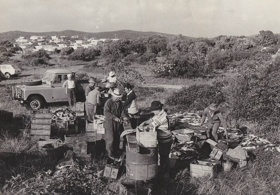 OLD TIMES: Commercial fisherman at Fingal preparing bait to catch lobsters.