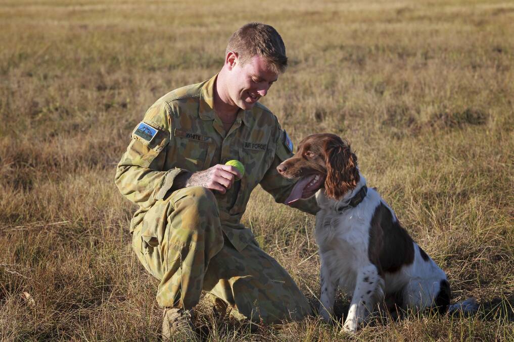 STAY: RAAF Williamtown dog handler LAC Jesse White with recruit dog Casey, an English springer spaniel in training to become an explosives detector dog. Picture: CPL Melina Young
