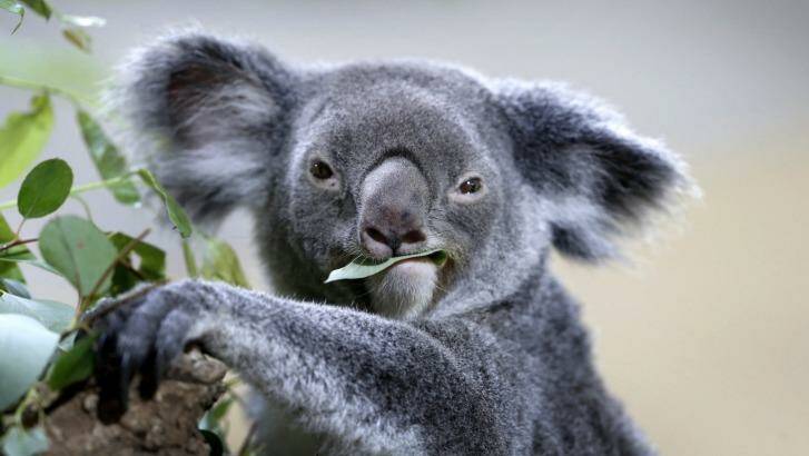 Koalas are among the vulnerable species that might benefit from more private sector involvement in conservation, researchers say. Photo: Wong Maye-E