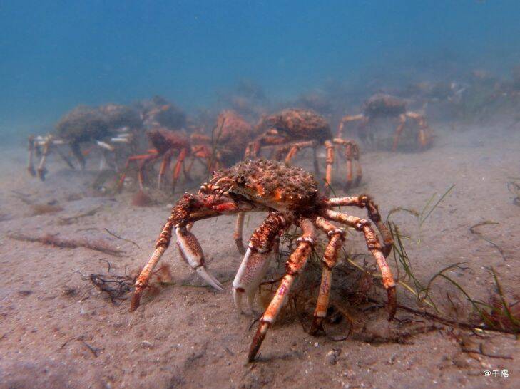 Pincer movement brings crab crowd to Blairgowrie before moulting moment