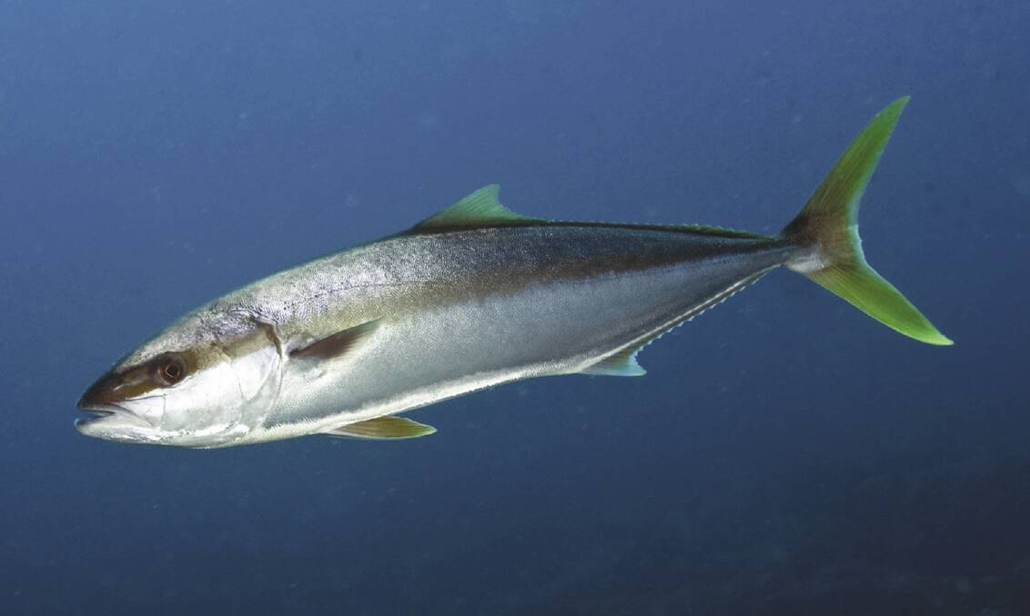ROYAL TOUR: Kingfish are swimming throughout the entire system. Picture: David Harasti.