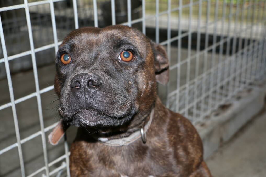 SWEET: This Staffordshire bull terrier is once again looking for a home.