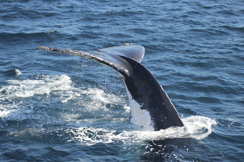 MAGIC: A humpback whale puts on a show for Moonshadow Cruises passengers last weekend. Picture: David McGough
