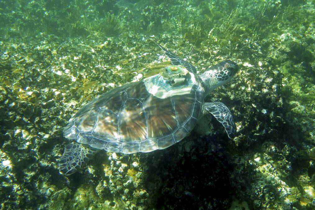 NEWS Kelpie the green sea turtle. Picture: David Harasti.Kelpie.jpg
