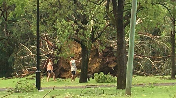 The storm ripped up some large trees by the roots. Photo: Suellen Wrightson