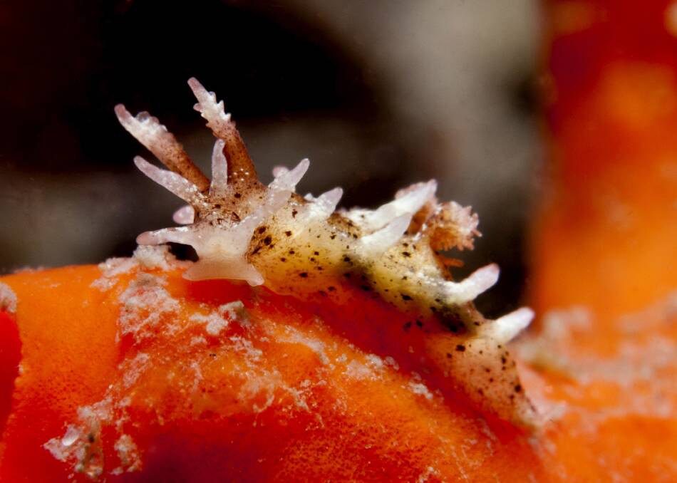 NEW NUDI: The Okenia Harastii nudibranch named after marine scientist David Harasti. Picture: Supplied