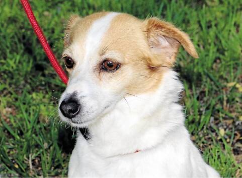 FRIENDLY: It is believed this Jack Russell-cross has been abandoned.