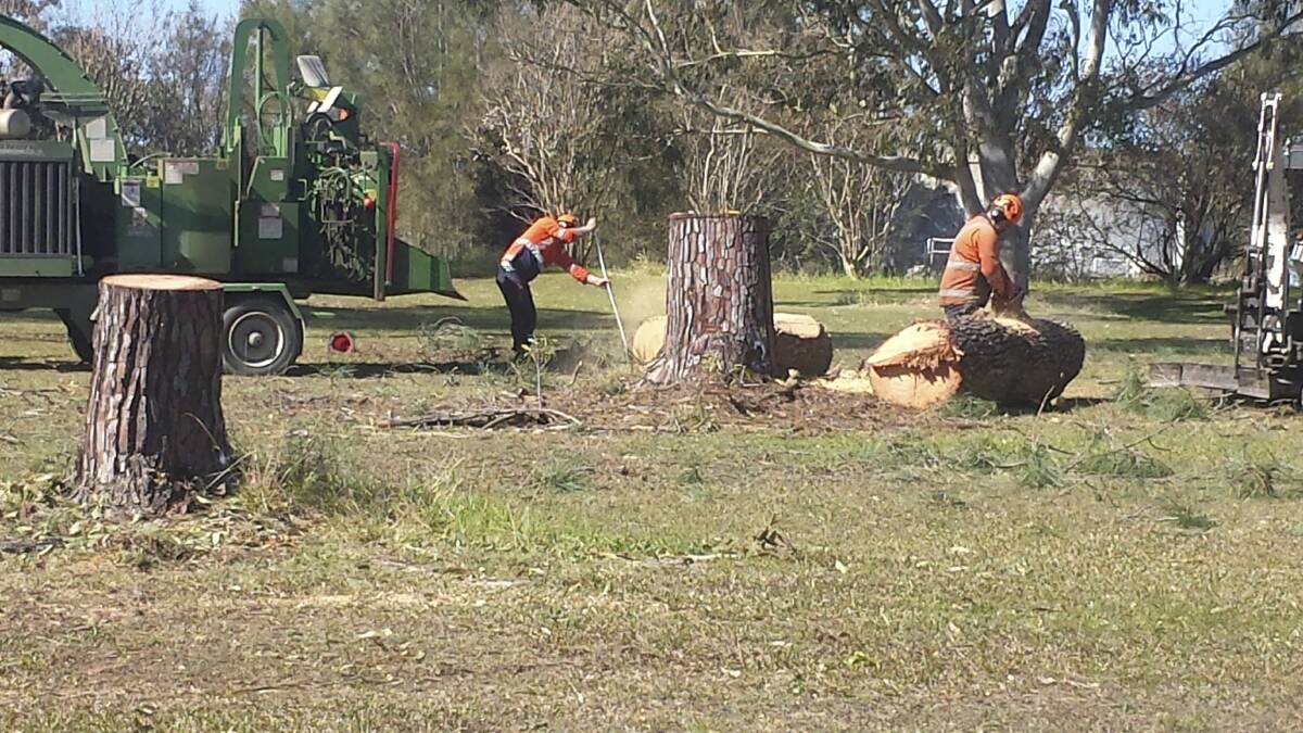 DESTROYED: Workers cut down trees in Boomerang Park last Thursday. Picture: Supplied
