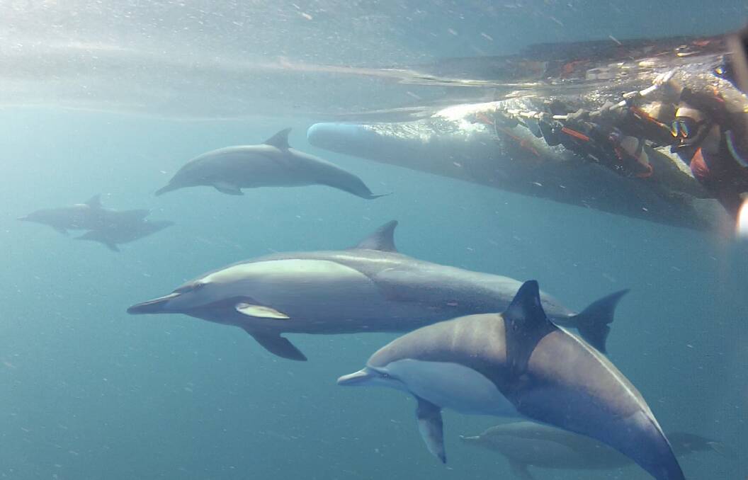 TOP SPOT: Swimming with dolphins in Port Stephens has been listed as "must do" in a list of NSW experiences. Picture: Dolphin Swim Australia.