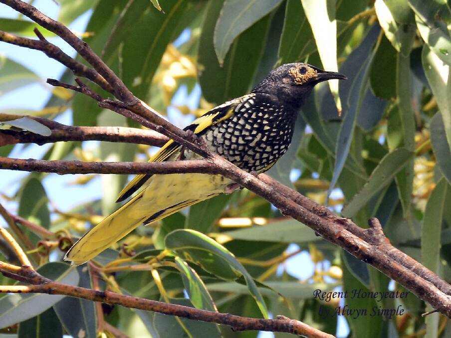 ENDANGERED: A Regent Honeyeater at Tanilba Bay. Picture: Alwyn Simple