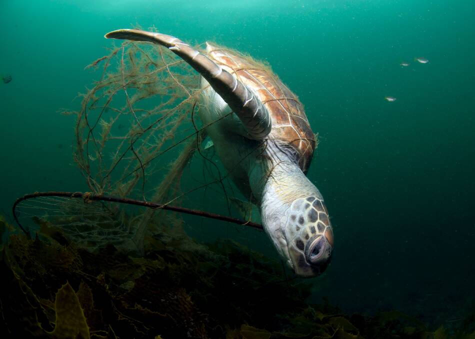 DEATH: This turtle died after being trapped in a witches' hat crab net at the popular Pipeline dive site.