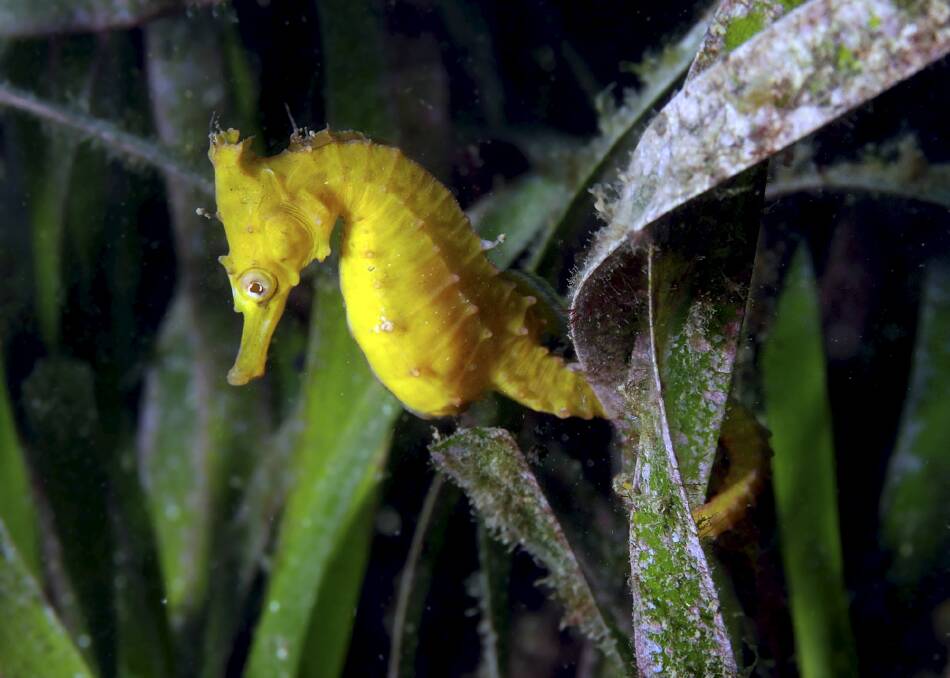 IN DECLINE: Scientist Dave Harasti is trying to find out why the number of seahorses has taken a dive.