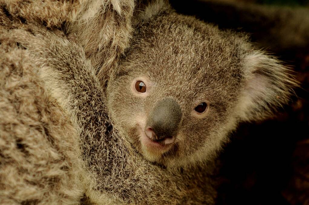 FURRY: There are concerns the development could leave to more koala deaths. 