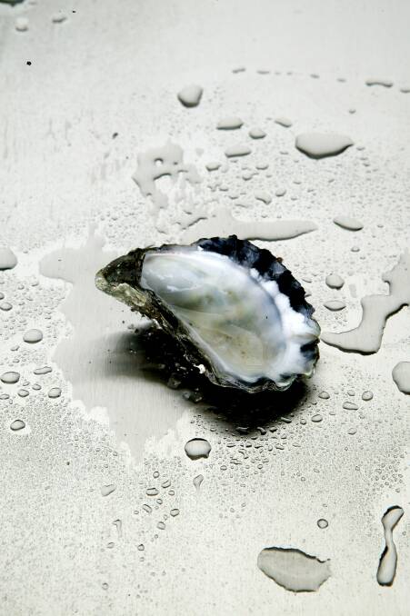 Cash sought for oyster bed testing