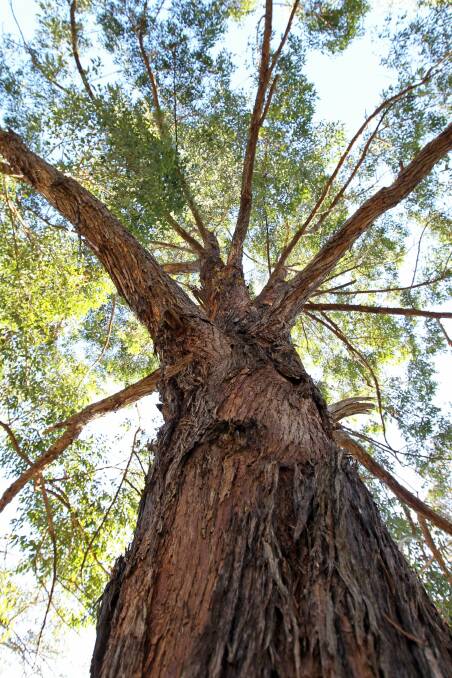 Tall trees have vital role