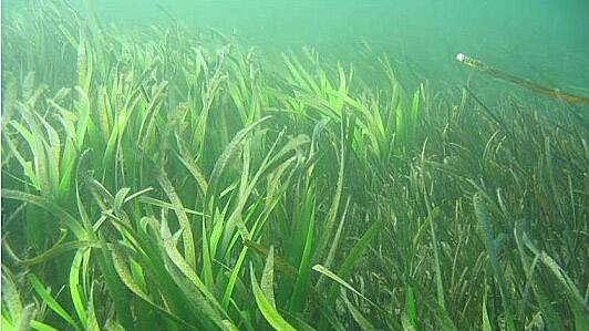 The DPI has not shared the same concerns of residents about the future of seagrass in Port Stephens.