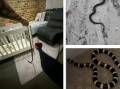The snakes have been entering Port Stephens homes.
