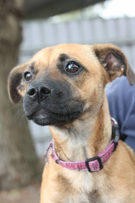 CRAVING AFFECTION: This week's pet of the week is Indy, a six-month-old cross terrier-pug.