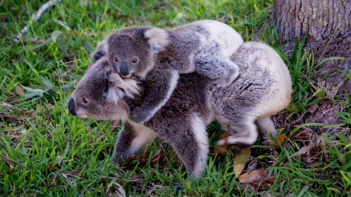 COSY UNIT: Mother and baby koala at Hawks Nest.