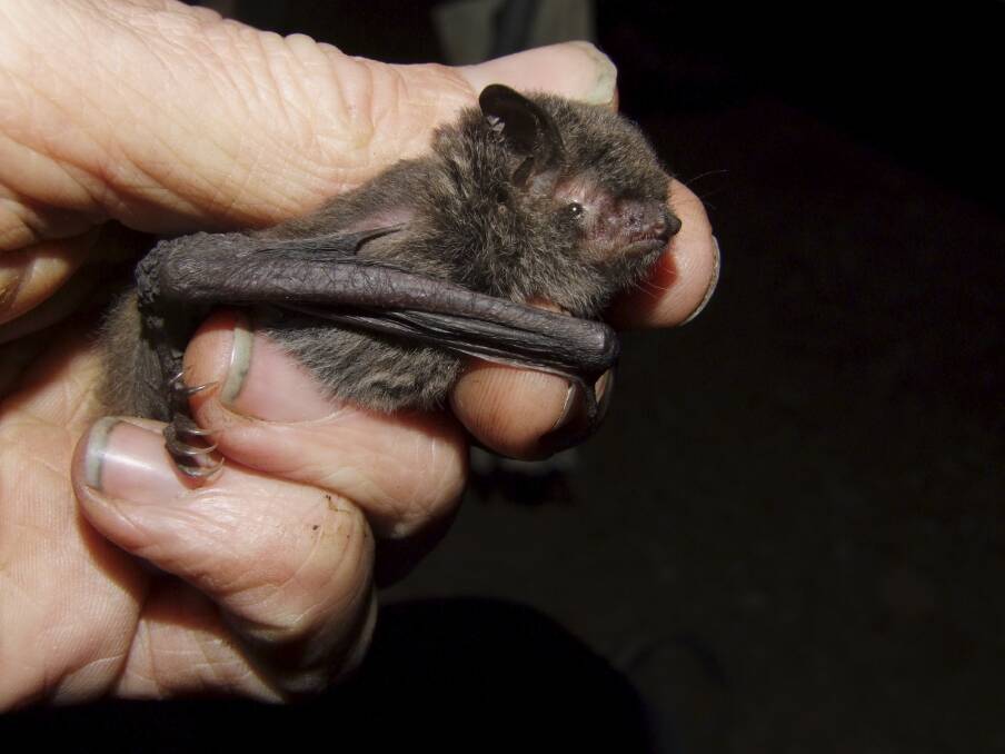 VALUED: A fishing bat captured by Narawan Williams.