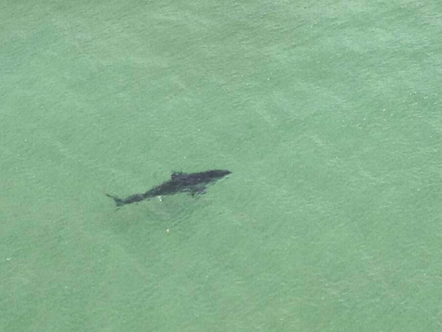 SPOTTED: A shark off Hawks Nest Beach.