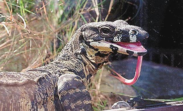 CRUELTY: The severed head of a goanna was found in a Myall Lakes National Park camping ground. 