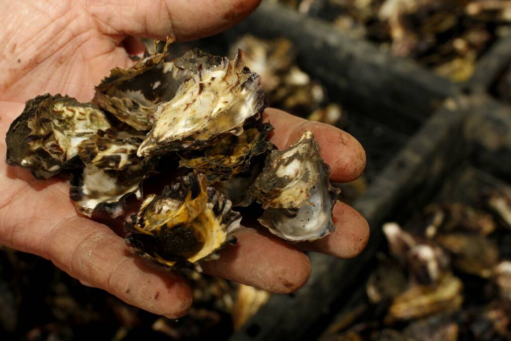 MASS: Pacific Oysters have been dying.