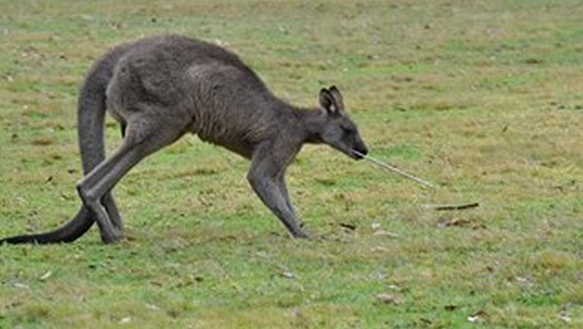 A kangaroo has been saved after being shot by an arrow near Nowra.