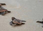 Fingal turtle hatchling release. Picture by Ashi Hilmer