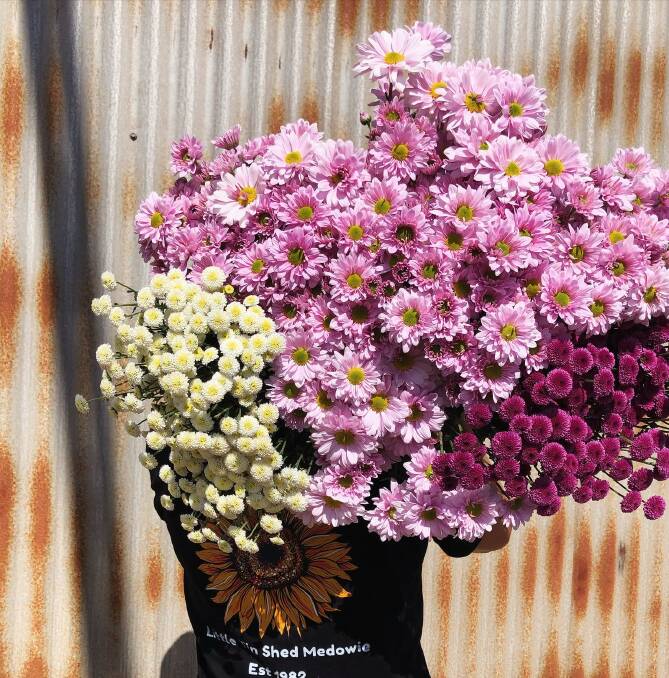 Pick your own chrysanthemums this weekend at the Little Tin Shed Medowie. Picture supplied