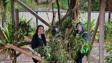 Former Tomaree High School student Sarah Kilby who is currently completing a traineeship at the Koala Hospital and Kai Smith. 