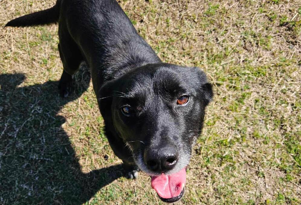 Buddy, the Australian Kelpie is in search of his forever home. Picture supplied
