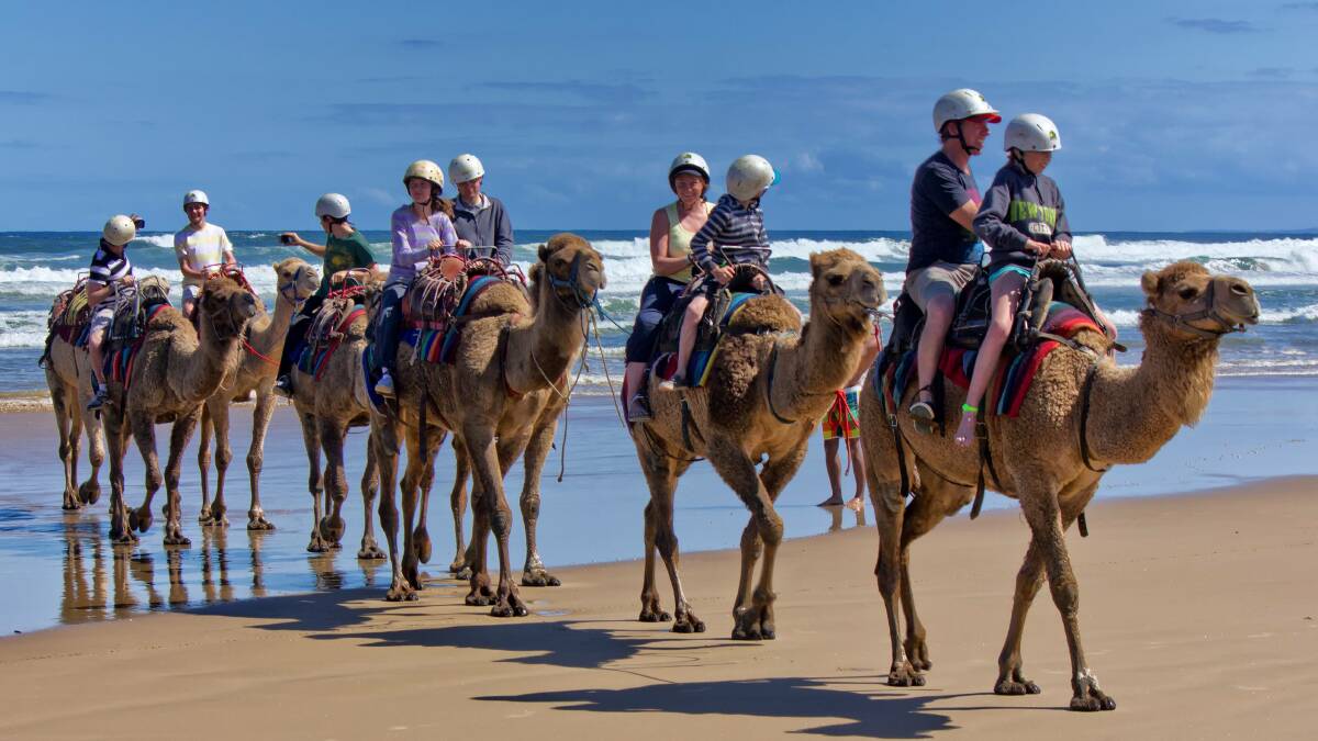 Visiting families enjoy a camel ride on Birubi beach. File picture
