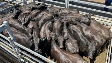 A total of 2080 head were yarded at the monthly Dubbo store sale. Picture supplied by Rahni Ryan.