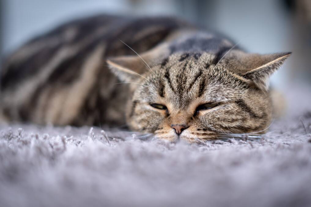 SIGNS: Cats with ureteral obstructions can seem 'off colour' to owners. Picture: Shutterstock