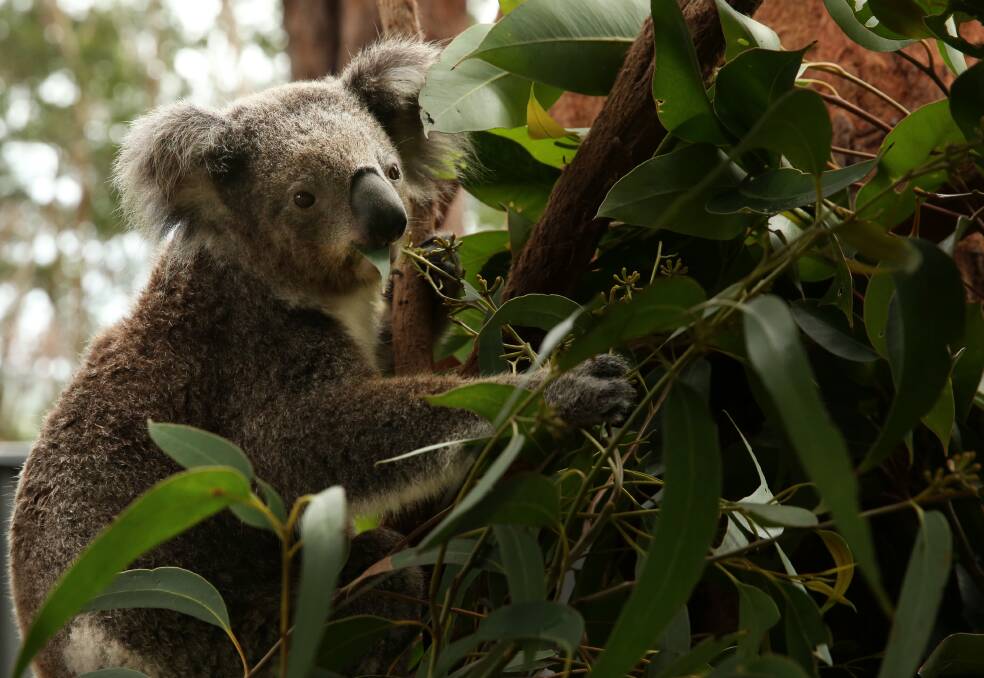 A koala at the Port Stephens Koala Sanctuary. Picture by Simone De Peake