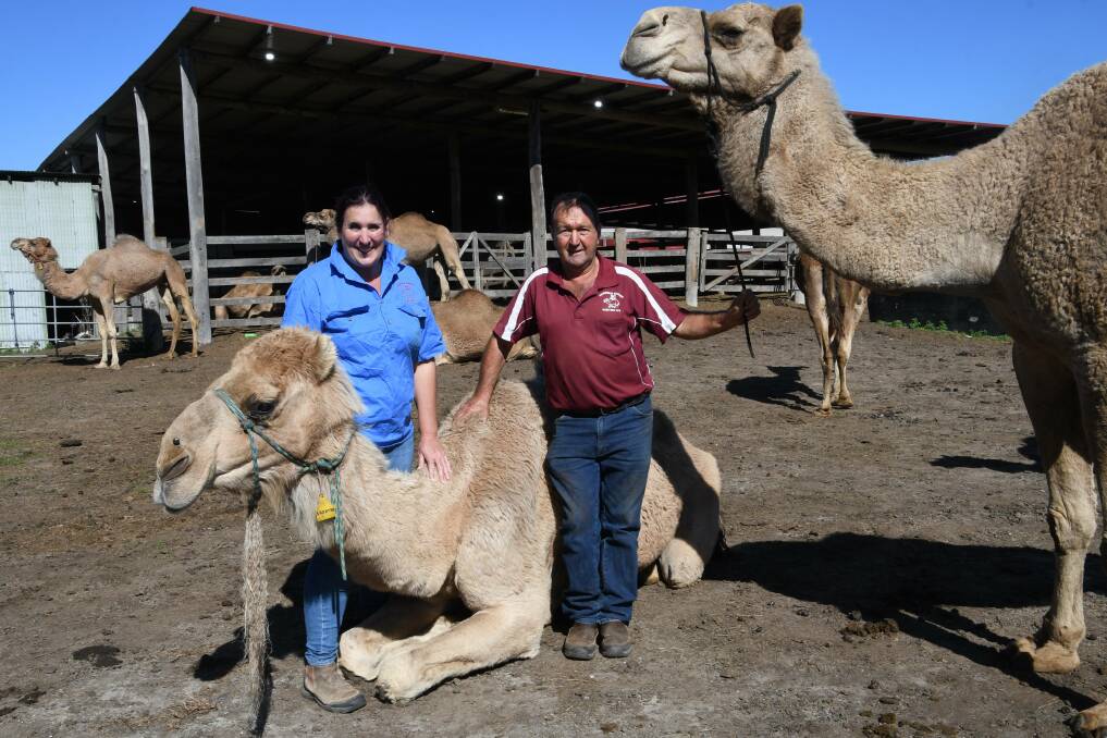 Diane Gooley and Rod Sansom with two of their camels at their farm Oakfield Ranch in Woodberry. Picture by Michael Hartshorn