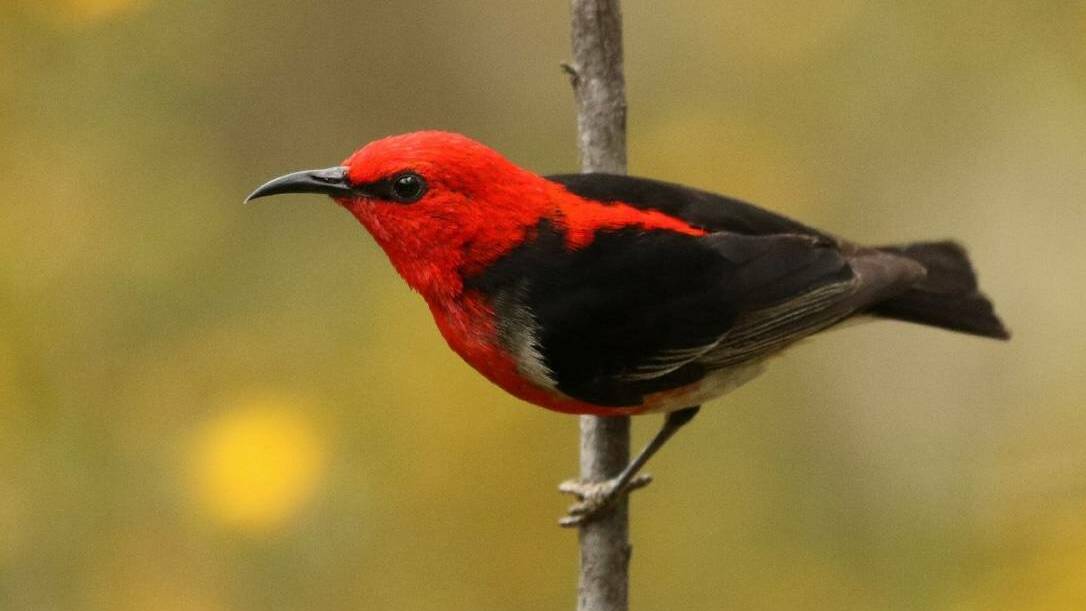 The Scarlet Honeyeater is one of the birds you may come across. Picture EcoNetwork