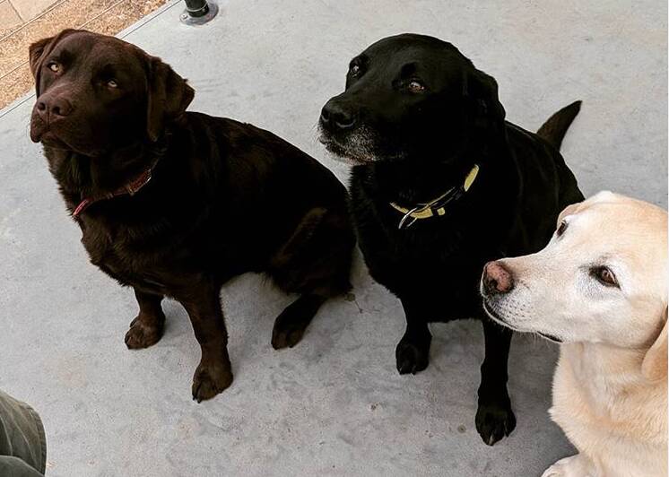 Frequently photographed labs: Jazzy, Bella and Macey know how to milk the treat trick for all it's worth. Photo: GRACE RYAN. 