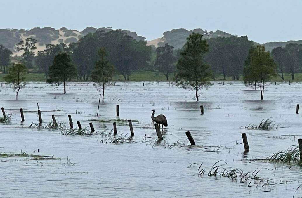 Wet Feet: Eric the emu on the floodplain near Fullerton Cove. He probably wishes he had wings. Picture: Damien Baguley 