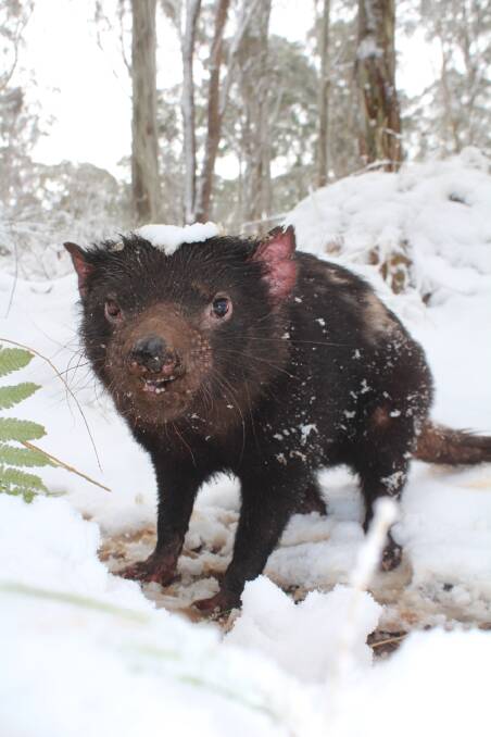 The Tasmanian devils have also enjoyed the snowfall at Barrington Tops. Picture: Devil Ark 
