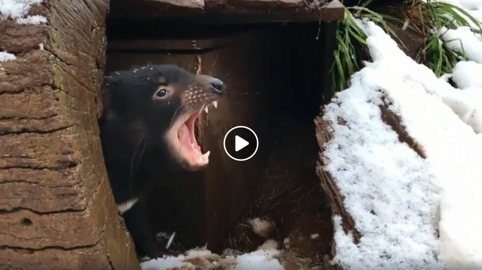 The Tasmanian devils have also enjoyed the snowfall at Barrington Tops. Check out the video below. Picture: Devil Ark 